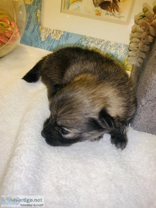 Japanese Pomeranian puppies