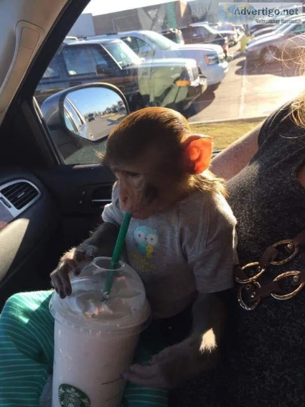 Baby Monkey Rhesus Macaque For AdoptionRehoming