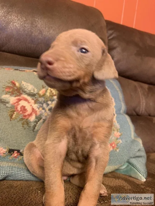 Doberman