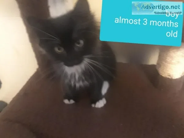 Free kittens