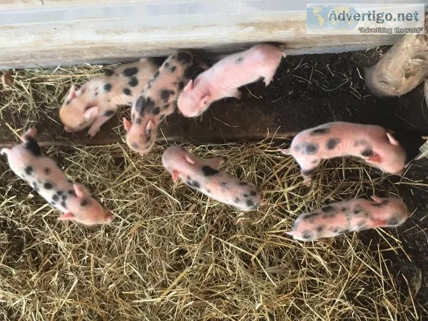 Potbellyjuilanna cross piglets