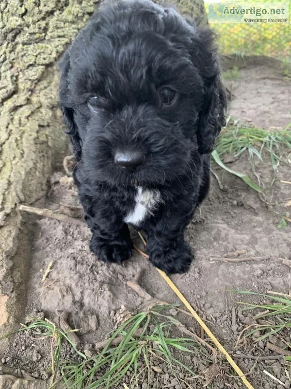 Cocker Spaniel and Miniature Schnoodle Mix
