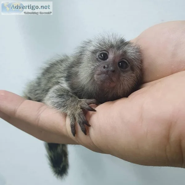 Gorgeous marmoset