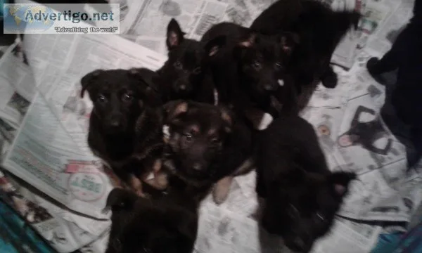 German Shepherd Puppies