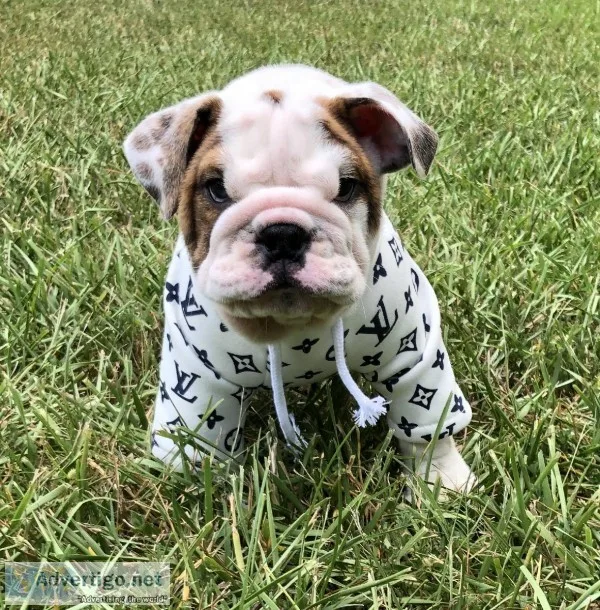 English bulldogs