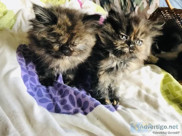 Persian Tortie girls   beautiful