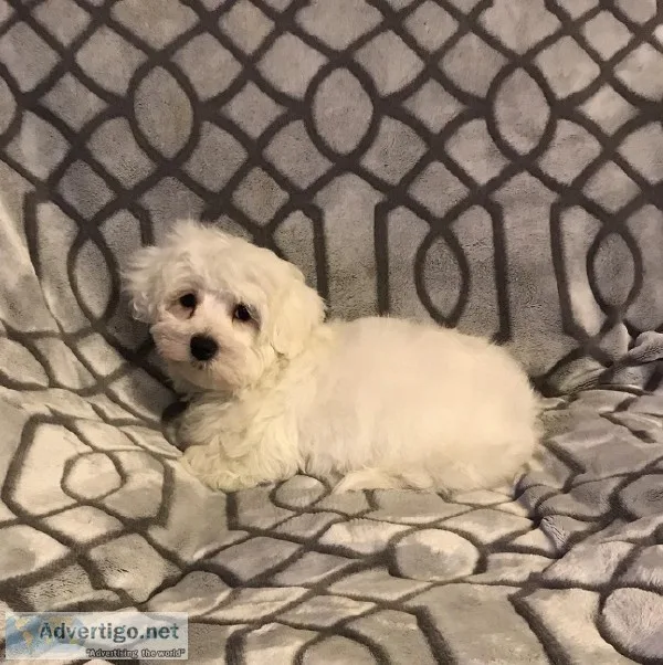 Male Maltese Puppy