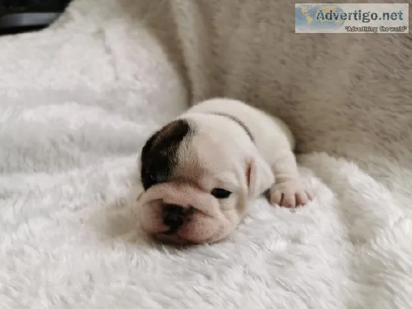 English bulldogs