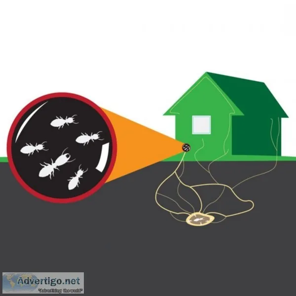 Termite Control Service