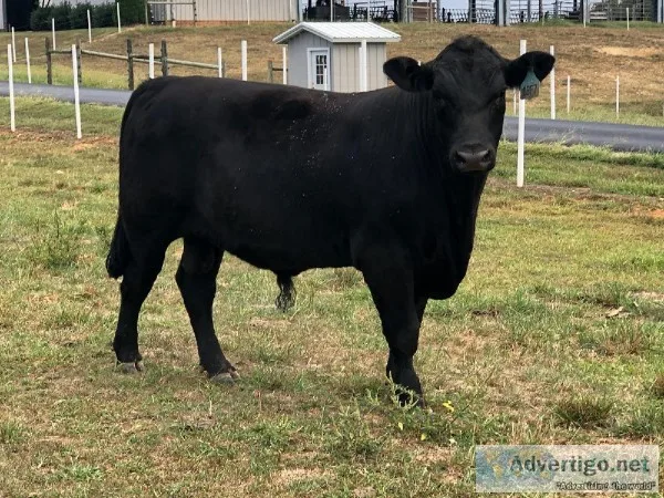 5 Yearling Angus Bulls - For Sale