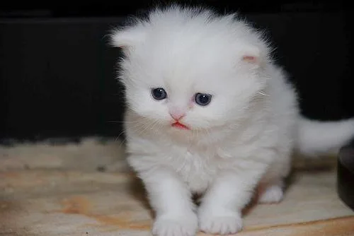 nice white cats persians in need of home
