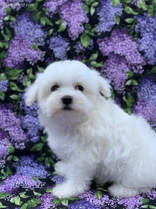 beautiful maltes puppy for sale