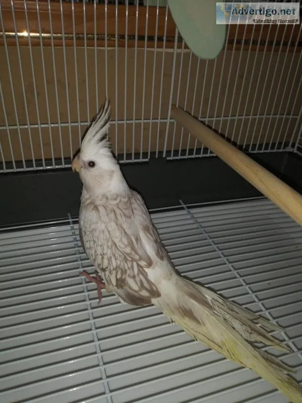 White faced cinnamon pearl cockatiel