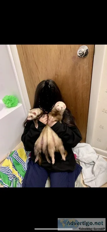 Two very handsome male ferrets
