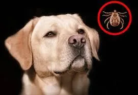 Dog and Cat Tick Service