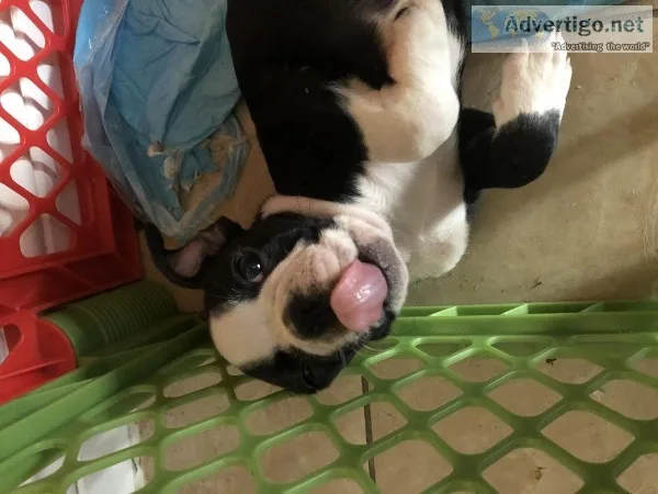 Boston Terrier