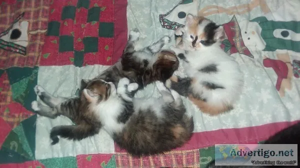 Kittens freshly weened