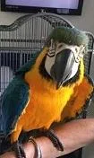 Dapping Blue and Gold macaws