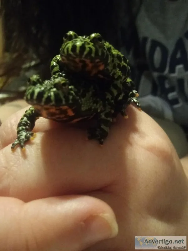 Fire-bellied toads.