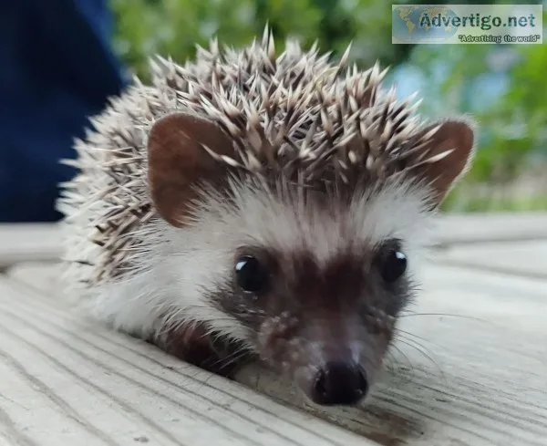 Adding happiness one hedgehog at a time