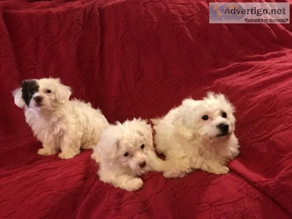 MaltiPoo puppies ready for a new loving home