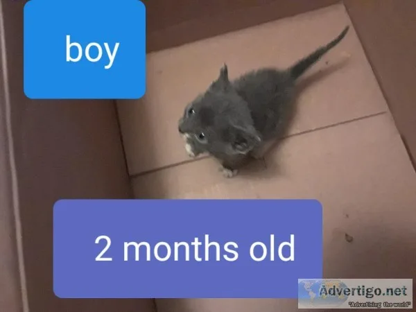 Free kittens