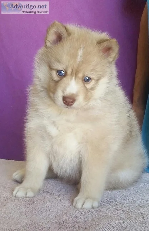 Pomsky puppies