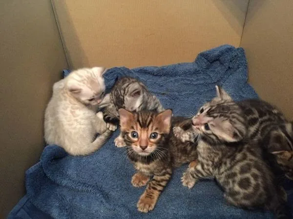 Bengal kittens