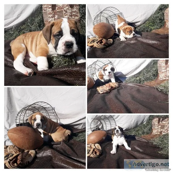 Registered Olde English Bulldogges