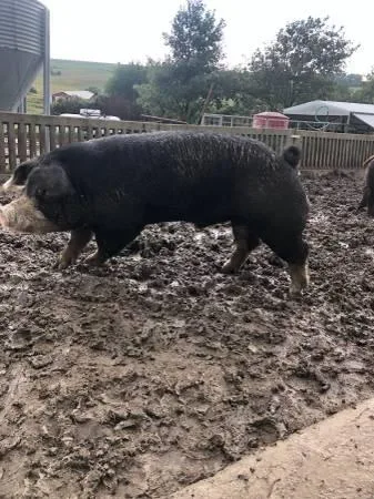 Poland China Boar