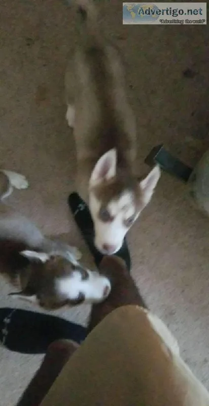 husky puppies for sale
