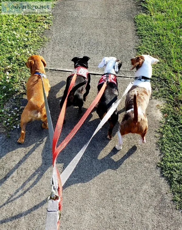 Dog WalkingPet Sitting