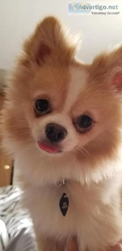 1 year old male pomeranian