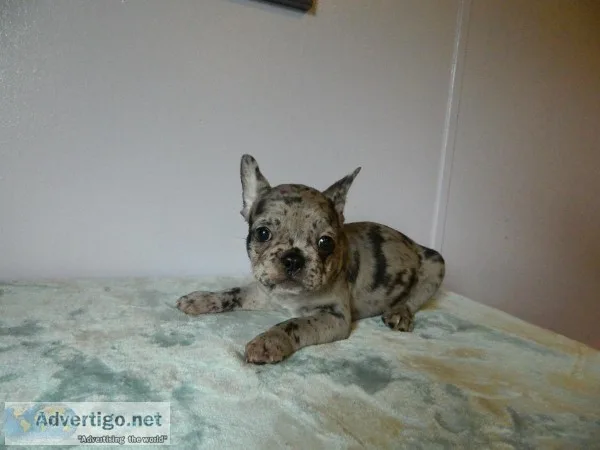 french bulldog male puppy