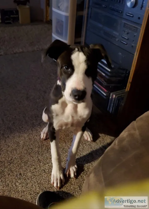 Pitt boxer female 6mos