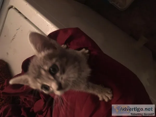 Free kitten