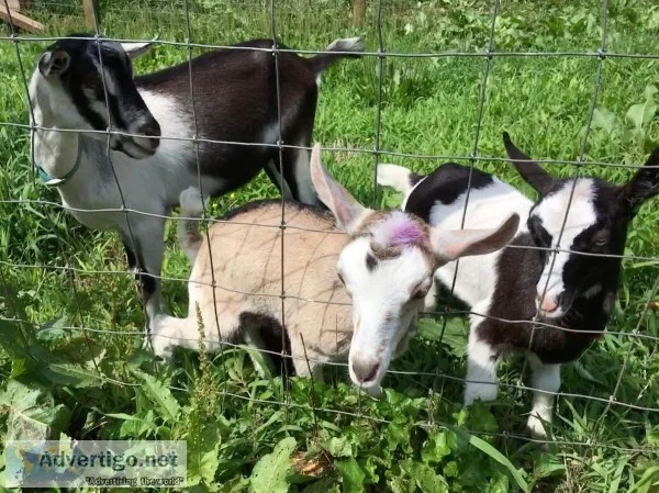 Young starter herd. American alpine dairy goats. 2 doelings1 buc