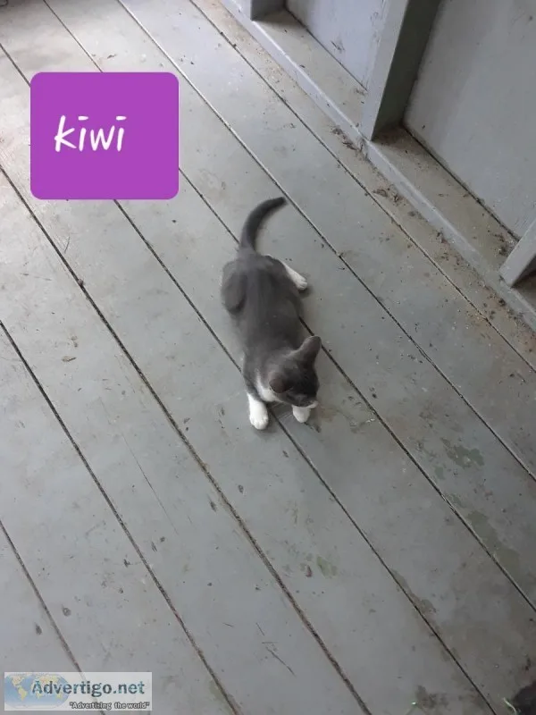 Free kittens