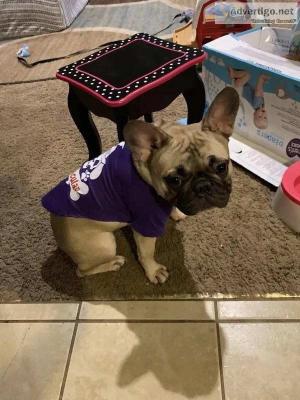 French bulldog female