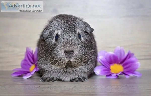 Are You Looking for Best Accessories for Your Guinea Pig