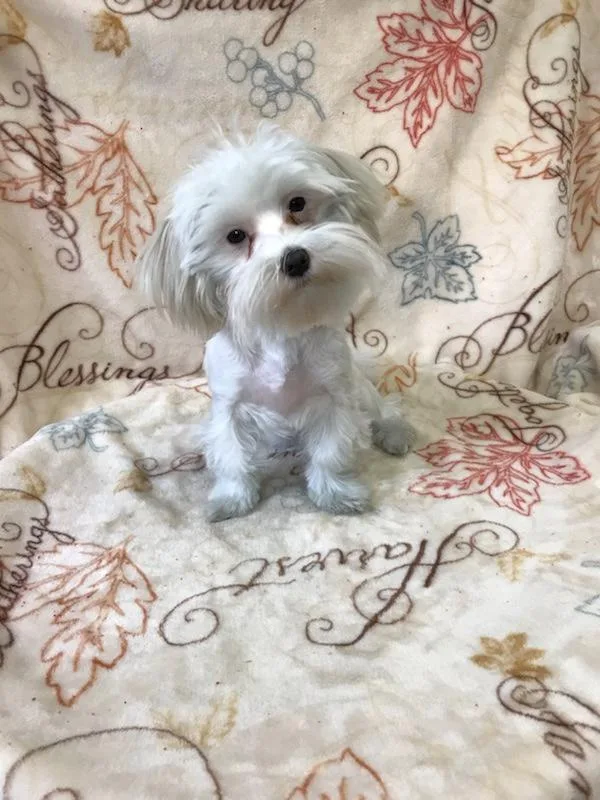 Female Maltese Puppy