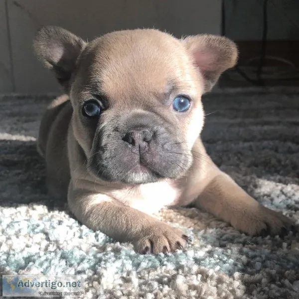 AKC French Bulldog Puppies