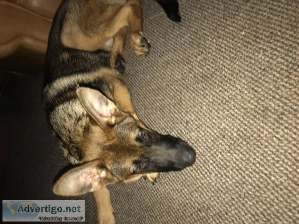 German Shepard 4 months old