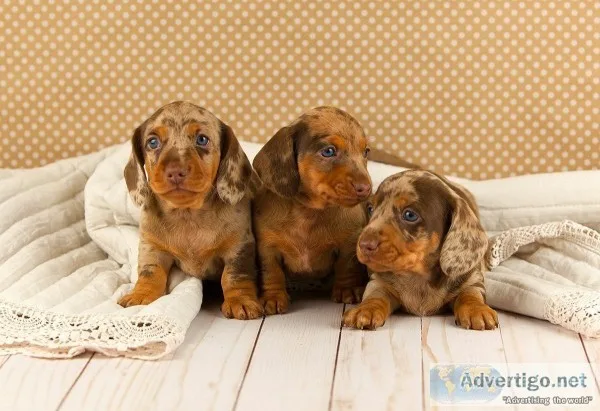 Top quality miniature DACHSHUND puppy
