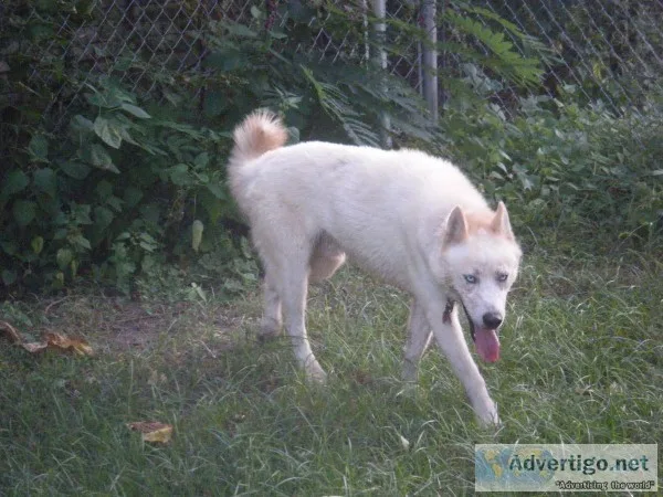 A.K.C maleSiberian Husky .21- months Old.(For Sale).
