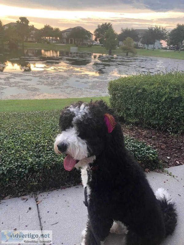 While you are away get your Dog Trained Board and Train