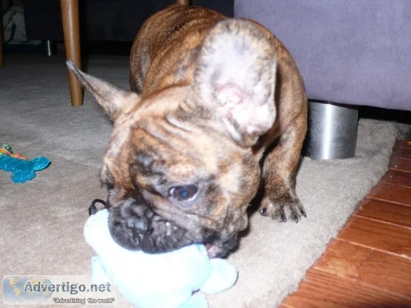 French bulldog puppy