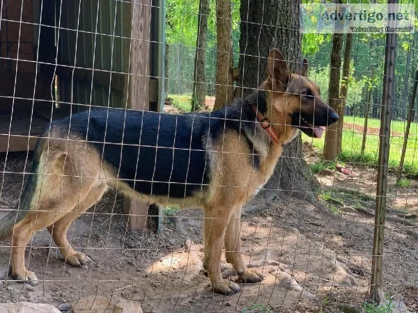 Champion bloodline German Shepherd puppies