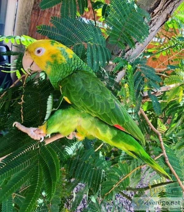 Lovely Yellow-Headed Amazon For Sale