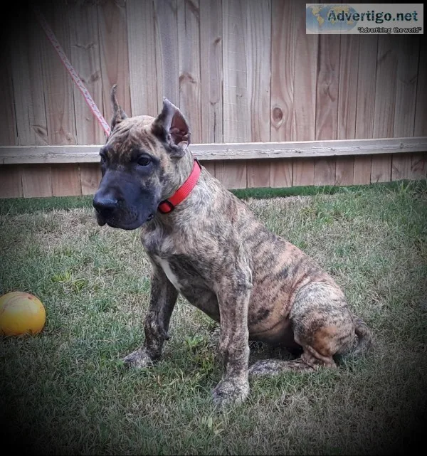 Akc euro great danes